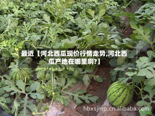 最近【河北西瓜现价行情走势,河北西瓜产地在哪里啊?】-第2张图片
