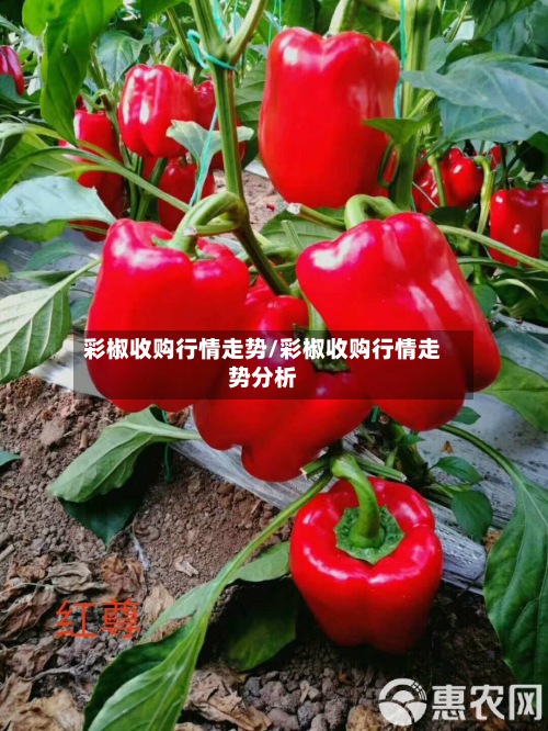 彩椒收购行情走势/彩椒收购行情走势分析