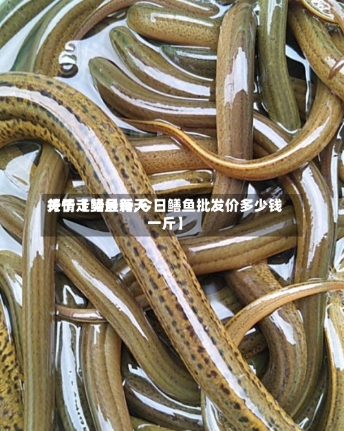 关于【鳝鱼每天
行情走势最新,今日鳝鱼批发价多少钱一斤】