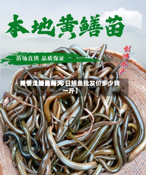 关于【鳝鱼每天
行情走势最新,今日鳝鱼批发价多少钱一斤】-第2张图片