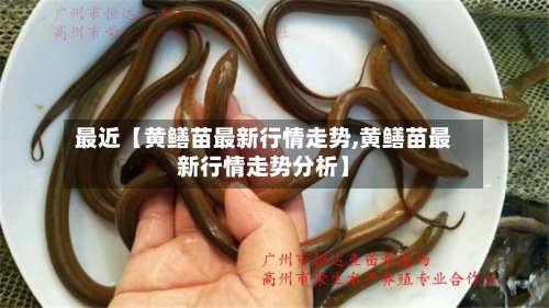 最近【黄鳝苗最新行情走势,黄鳝苗最新行情走势分析】-第3张图片