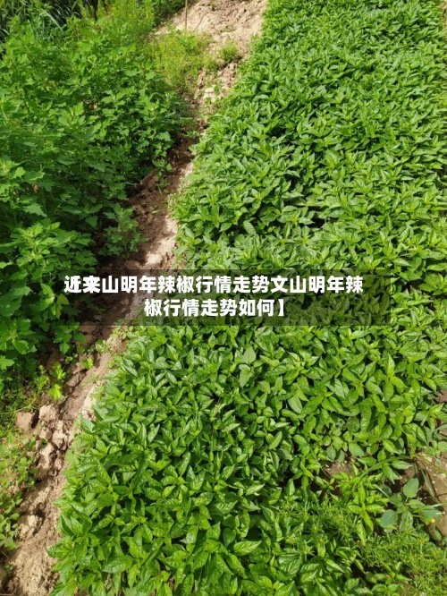近来
【文山明年辣椒行情走势文山明年辣椒行情走势如何】-第2张图片