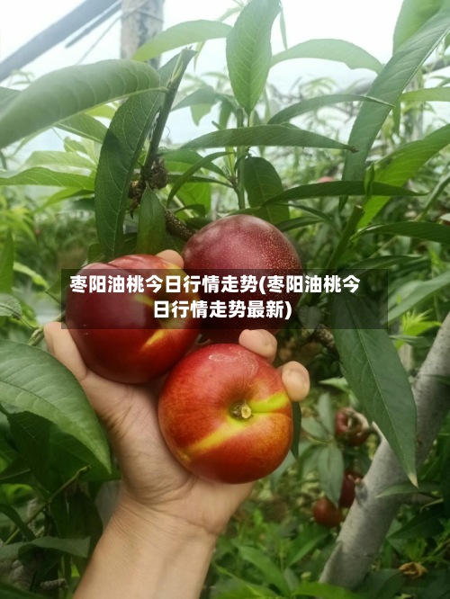枣阳油桃今日行情走势(枣阳油桃今日行情走势最新)-第2张图片