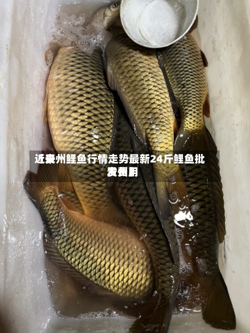 近来
【贵州鲤鱼行情走势最新24斤鲤鱼批发费用
贵州】-第2张图片
