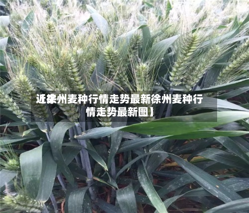 近来
【徐州麦种行情走势最新徐州麦种行情走势最新图】-第3张图片