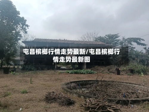屯昌槟榔行情走势最新/屯昌槟榔行情走势最新图-第3张图片