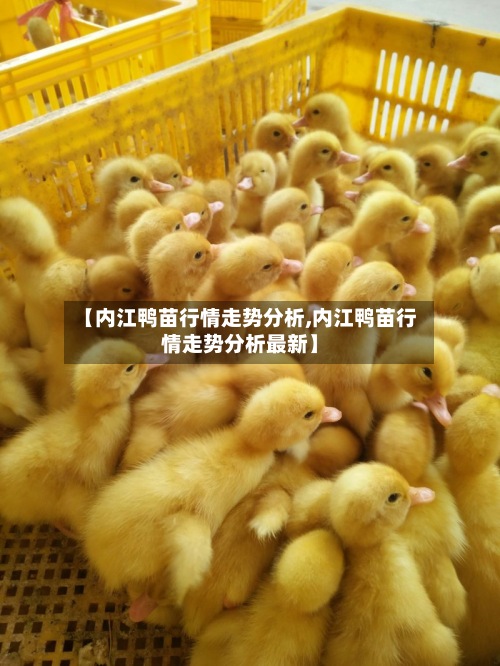 【内江鸭苗行情走势分析,内江鸭苗行情走势分析最新】-第2张图片