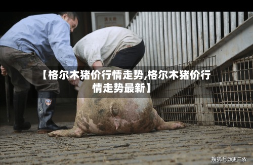 【格尔木猪价行情走势,格尔木猪价行情走势最新】