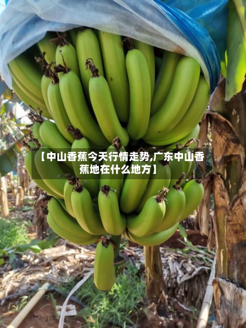 【中山香蕉今天行情走势,广东中山香蕉地在什么地方】