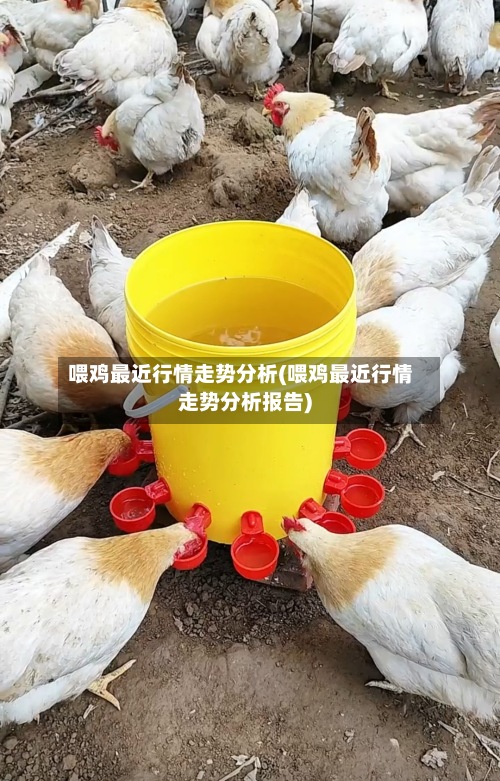 喂鸡最近行情走势分析(喂鸡最近行情走势分析报告)