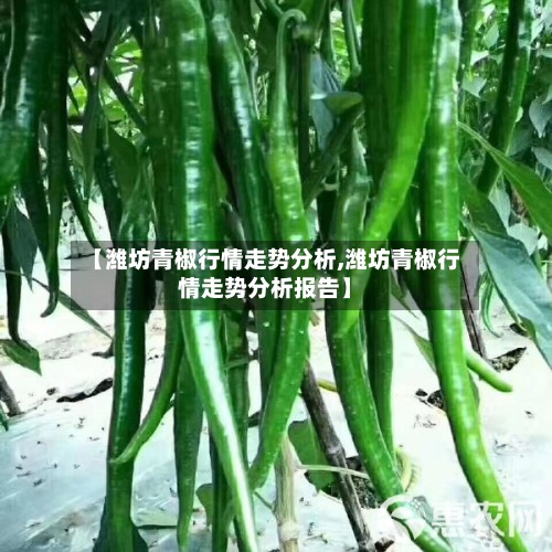 【潍坊青椒行情走势分析,潍坊青椒行情走势分析报告】-第3张图片
