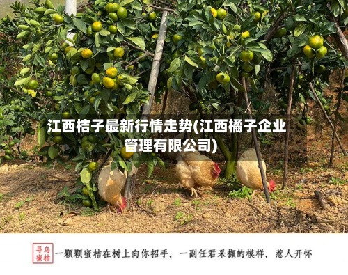 江西桔子最新行情走势(江西橘子企业管理有限公司)-第2张图片