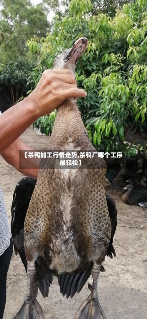 【杀鸭加工行情走势,杀鸭厂哪个工序最轻松】-第2张图片