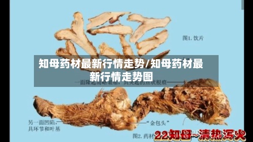 知母药材最新行情走势/知母药材最新行情走势图