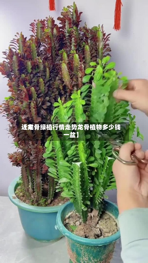 近来
【龙骨绿植行情走势龙骨植物多少钱一盆】-第3张图片