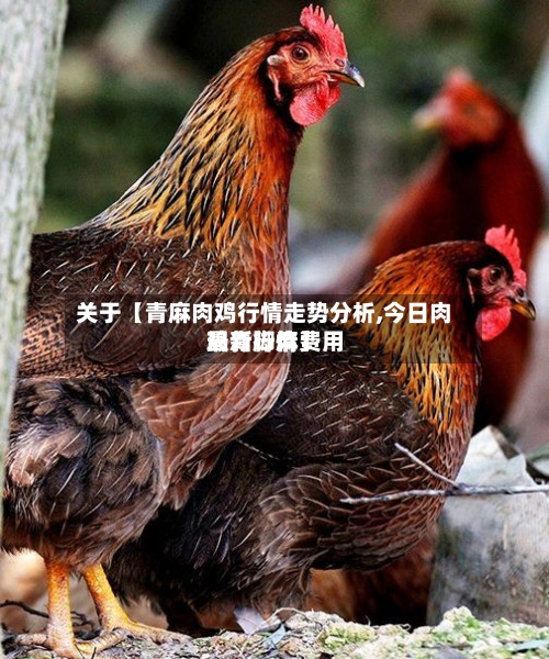 关于【青麻肉鸡行情走势分析,今日肉鸡青脚麻费用
最新行情】