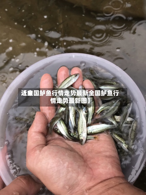 近来【全国鲈鱼行情走势最新全国鲈鱼行情走势最新图】-第2张图片