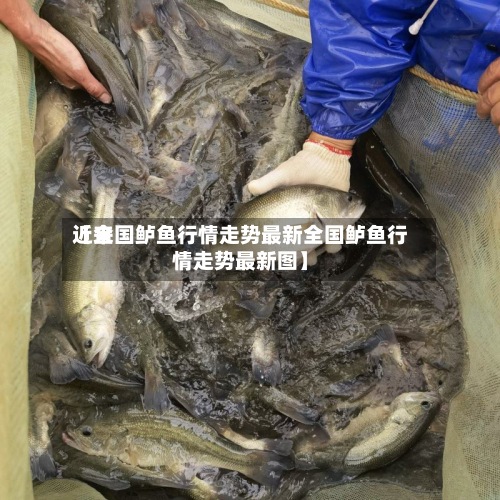 近来
【全国鲈鱼行情走势最新全国鲈鱼行情走势最新图】