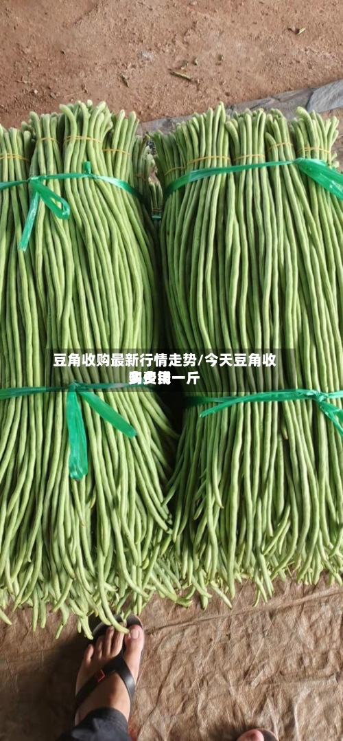 豆角收购最新行情走势/今天豆角收购费用
多少钱一斤