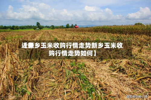近来
【新乡玉米收购行情走势新乡玉米收购行情走势如何】
