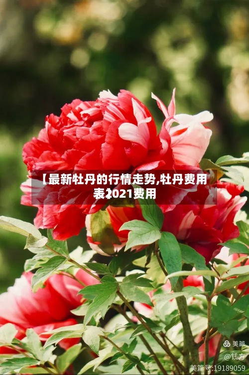 【最新牡丹的行情走势,牡丹费用表2021费用表】
