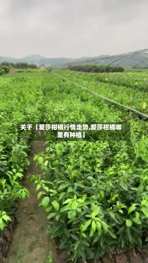 关于【爱莎柑橘行情走势,爱莎柑橘哪里有种植】