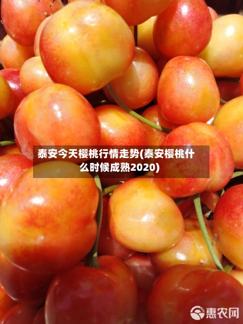泰安今天樱桃行情走势(泰安樱桃什么时候成熟2020)