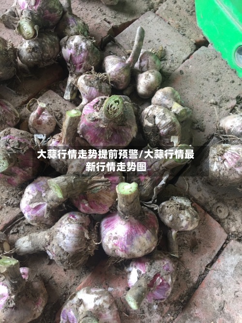大蒜行情走势提前预警/大蒜行情最新行情走势图