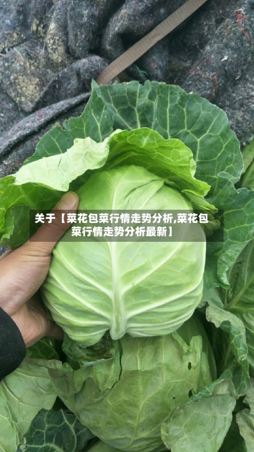 关于【菜花包菜行情走势分析,菜花包菜行情走势分析最新】