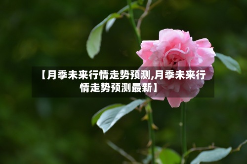 【月季未来行情走势预测,月季未来行情走势预测最新】-第2张图片