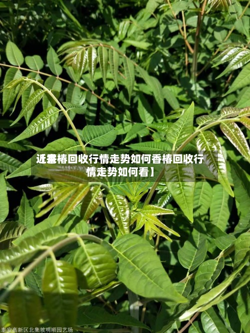 近来
【香椿回收行情走势如何香椿回收行情走势如何看】