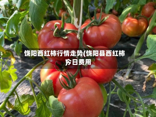 饶阳西红柿行情走势(饶阳县西红柿今日费用
)-第2张图片