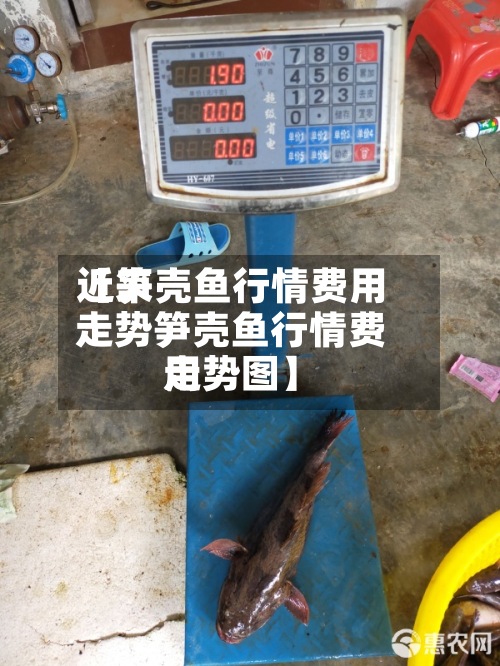 近来
【笋壳鱼行情费用
走势笋壳鱼行情费用
走势图】-第3张图片