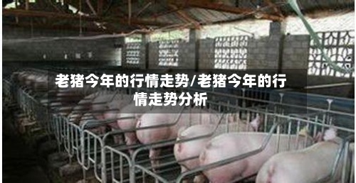 老猪今年的行情走势/老猪今年的行情走势分析-第2张图片