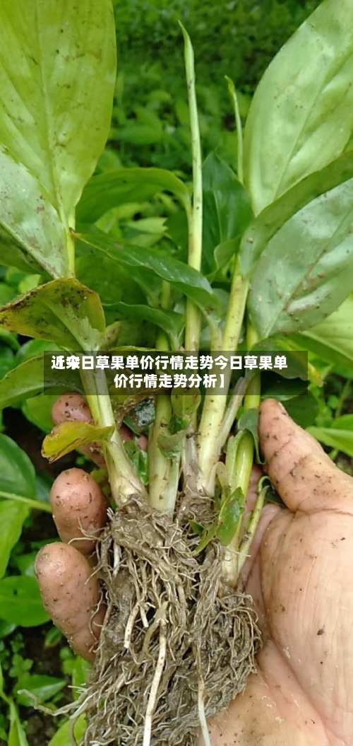 近来
【今日草果单价行情走势今日草果单价行情走势分析】