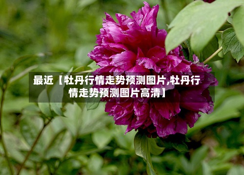 最近【牡丹行情走势预测图片,牡丹行情走势预测图片高清】-第2张图片