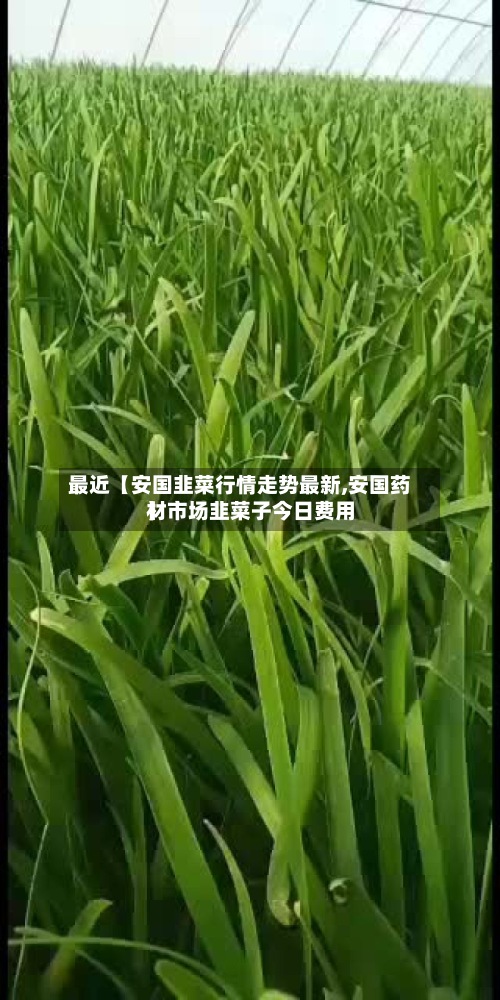 最近【安国韭菜行情走势最新,安国药材市场韭菜子今日费用
】-第3张图片