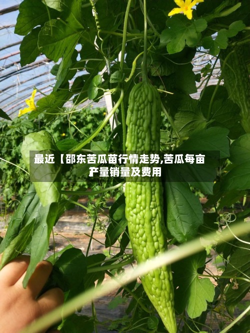最近【邵东苦瓜苗行情走势,苦瓜每亩产量销量及费用
】-第3张图片