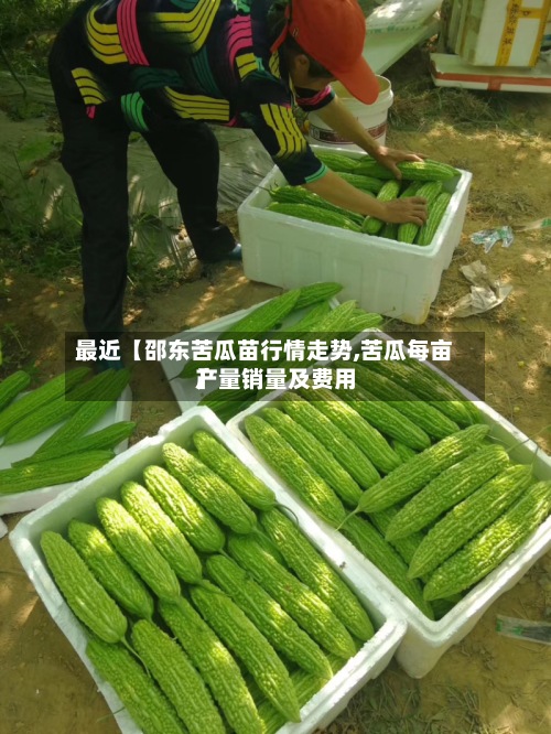 最近【邵东苦瓜苗行情走势,苦瓜每亩产量销量及费用】