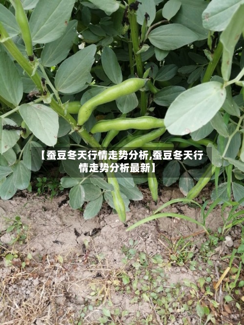 【蚕豆冬天行情走势分析,蚕豆冬天行情走势分析最新】-第2张图片