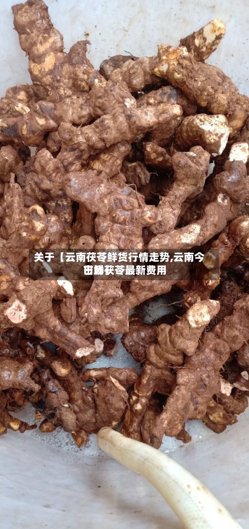关于【云南茯苓鲜货行情走势,云南今日鲜茯苓最新费用
市场】-第2张图片