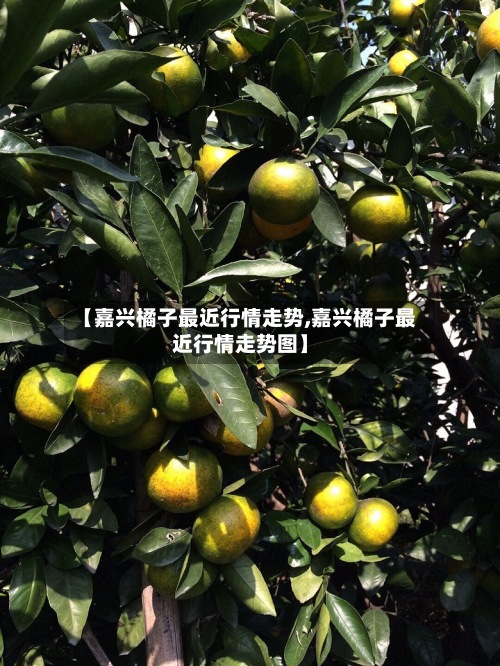 【嘉兴橘子最近行情走势,嘉兴橘子最近行情走势图】-第2张图片