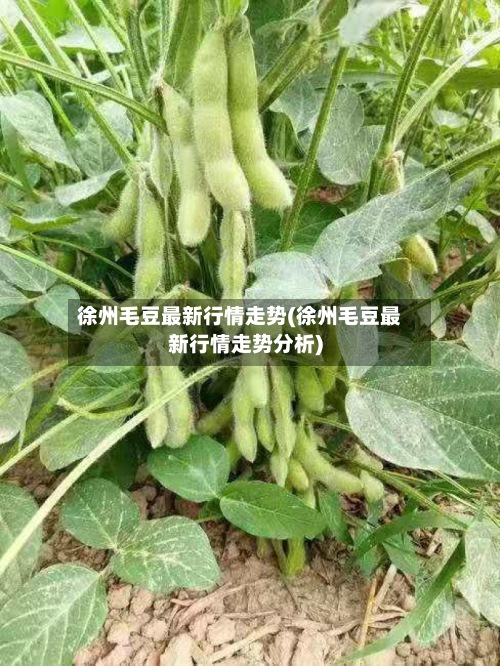 徐州毛豆最新行情走势(徐州毛豆最新行情走势分析)