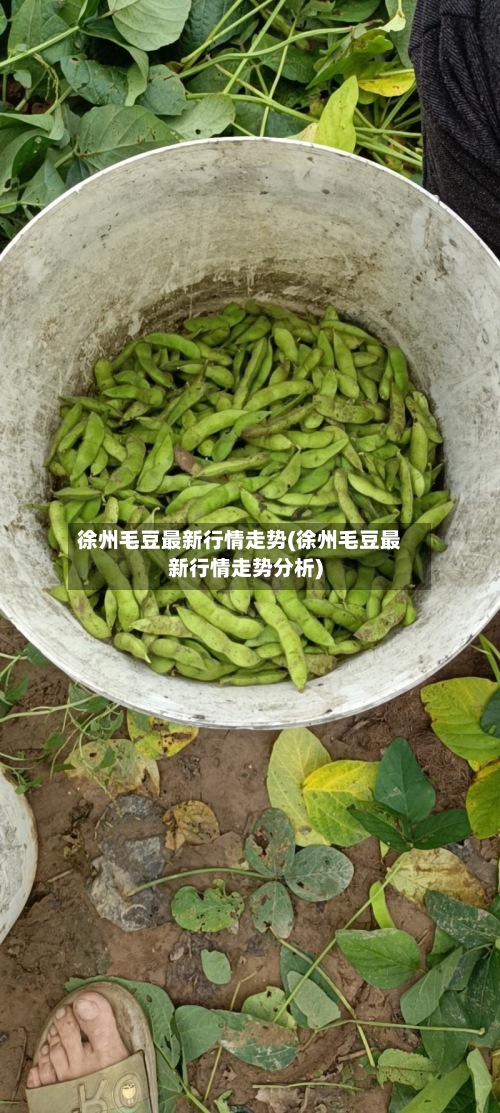 徐州毛豆最新行情走势(徐州毛豆最新行情走势分析)-第2张图片