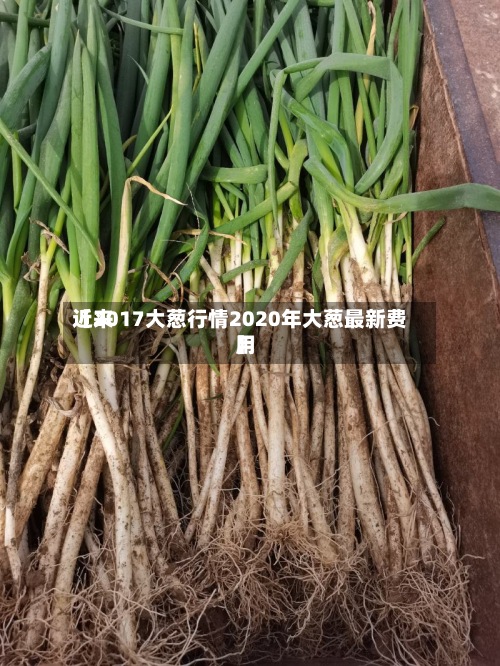 近来【2017大葱行情2020年大葱最新费用】-第2张图片