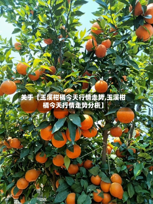 关于【玉溪柑橘今天行情走势,玉溪柑橘今天行情走势分析】-第3张图片