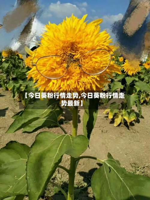【今日葵粉行情走势,今日葵粉行情走势最新】