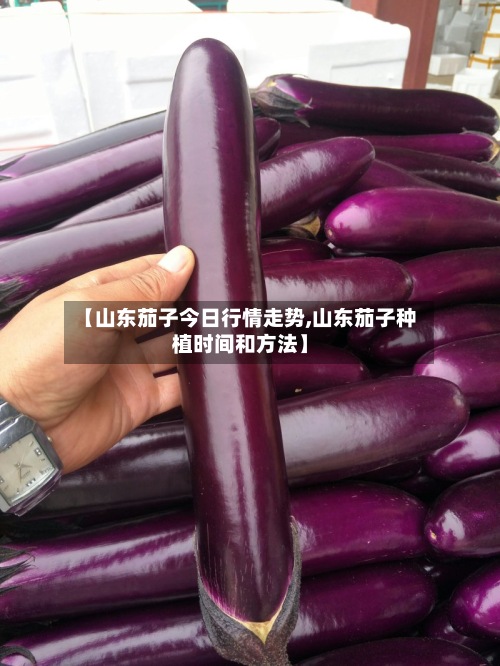 【山东茄子今日行情走势,山东茄子种植时间和方法】-第2张图片