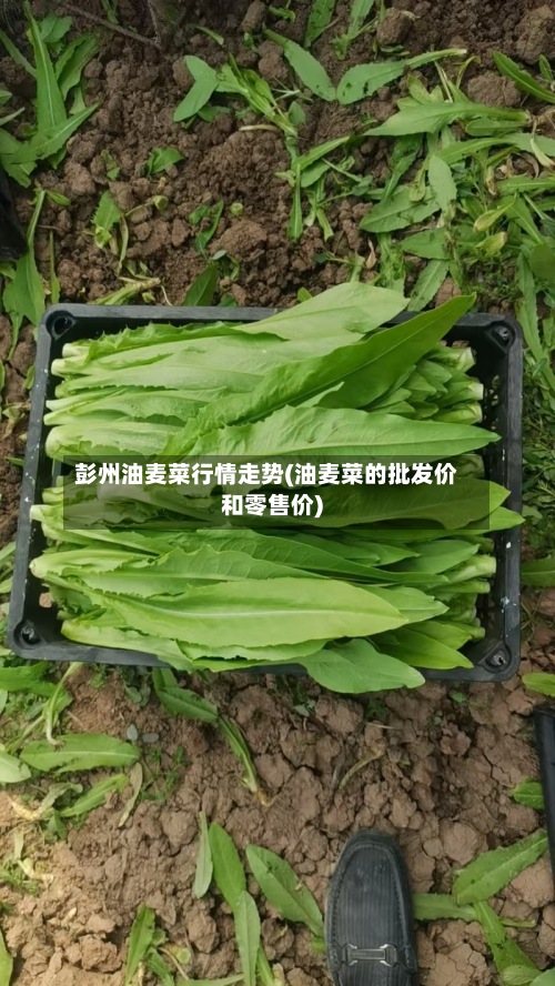 彭州油麦菜行情走势(油麦菜的批发价和零售价)
