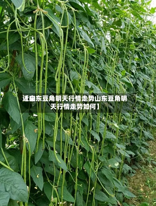 近来
【山东豆角明天行情走势山东豆角明天行情走势如何】-第2张图片